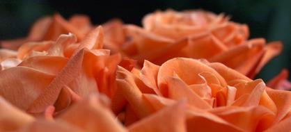 Desktop Color Closeup