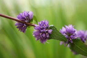 Often Flower Bat Flowers Nature
