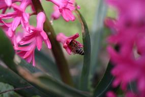 Hyacinth Bee Pollination