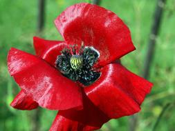 a red poppy bud in the grass