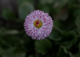 Bellis Perenis Flower Supplies