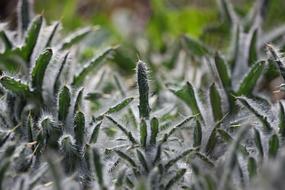 green plants with thorns