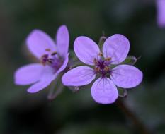 Flower Wild Pink