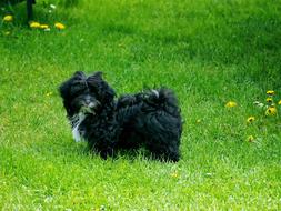 White black dog on green grass