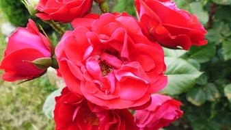 Flower Nature Red Flowers The