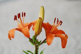 Flower Nature Plant Close