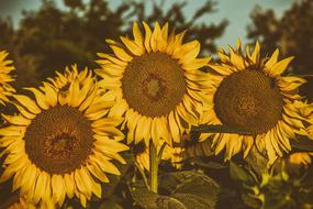 three funny sunflowers