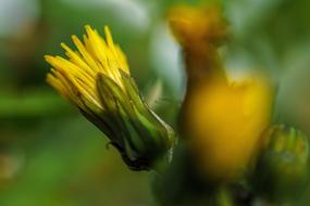 Flower Blossom Bloom