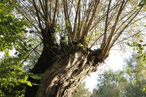 Spreewald Nature Pasture