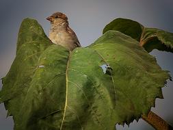 bird and leaves