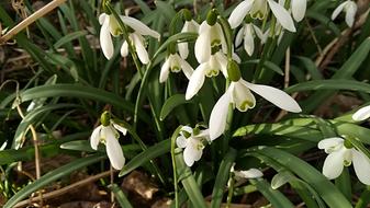 Snowdrops Flowers White
