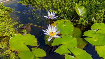 Water Lily Pond Aquatic Plant Lake