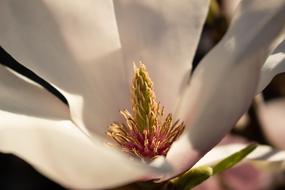 Blossom Bloom Summer