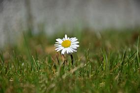 white daisy alone