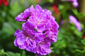 Flower Garden Flowers
