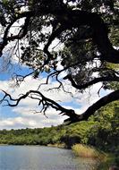 Bank Tree Landscape