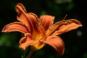 Lily Daylily Flower