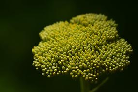 the bud of a yellow wild flower