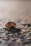 Snail on the wet ground