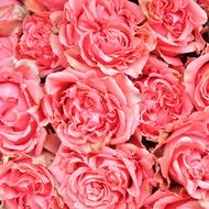 Bouquet Of Roses Pink