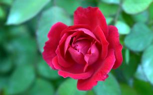 a red rose bud in the foliage