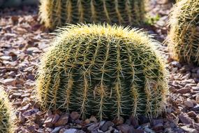 Cactus Spine Sharp