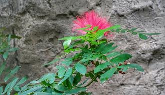 Red Penda Tree