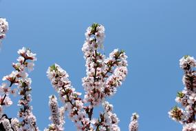 Cherry Bloom Blossoms