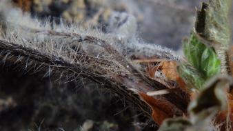 Nature Close-Up Plant