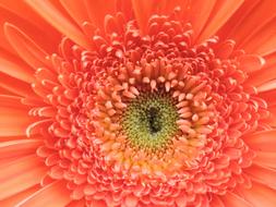 Flower Orange Spring