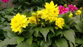 Flower Plant Nature