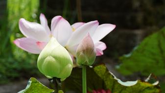 Lotus Flower Plant