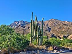 Arizona Saguaro Cactus
