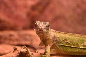 Nature Wildlife Animal