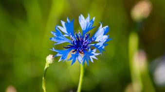 Cornflower Meadow Flower