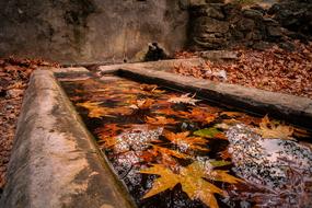 Nature Autumn Peace