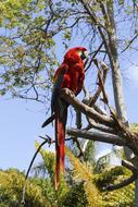 Nature Tree Bird