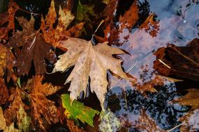 Leaf Yellow Autumn