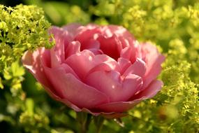 Rose Pink Blossom