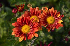 Flower Chichewa Live Vivid Color