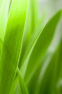 the green leaves are gorgeous