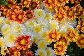 bouquet of large chamomile different