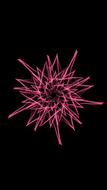 pink lines in the dark