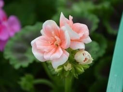 Flower Of Geranium Color Salmon