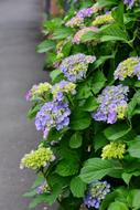 Hydrangea Flowers Garden Summer