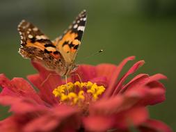Nature Butterfly Flower