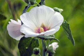 Nature Flower Flora