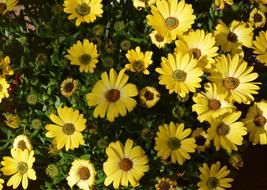 Flower Flowers Yellow Osteospernum