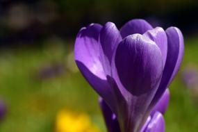 Crocus Purple Close Up