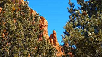 Tree Nature Outdoors